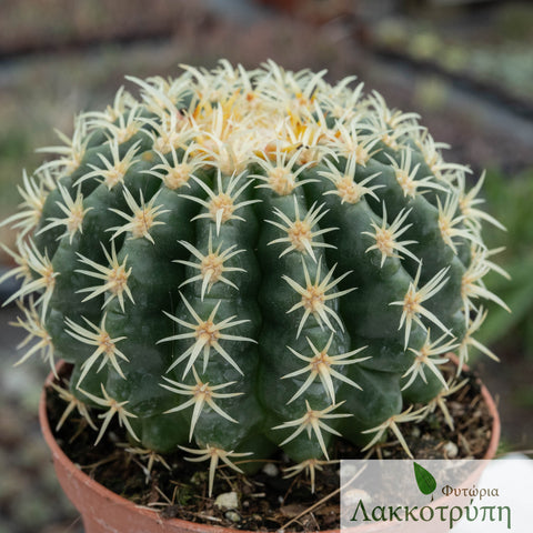 Echinocactus grusonii brevispinus