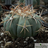Echinocactus horizonthalonius