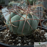 Echinocactus horizonthalonius