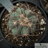 Echinocactus horizonthalonius