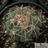 Echinocactus horizonthalonius