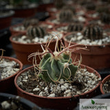 Echinocactus parryi