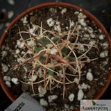 Echinocactus parryi