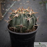 Echinocactus texensis