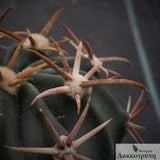 Echinocactus texensis