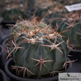 Echinocactus texensis