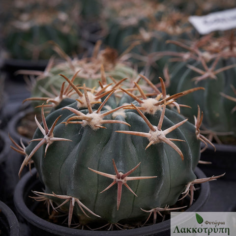 Echinocactus texensis