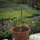 Echinocereus poselgeri