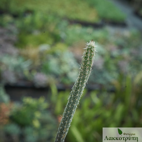 Echinocereus poselgeri