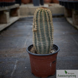 Echinocereus reichenbachii fitchii