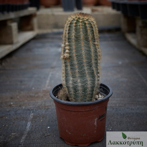 Echinocereus reichenbachii fitchii