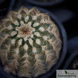 Echinocereus reichenbachii fitchii