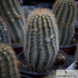 Echinocereus reichenbachii fitchii