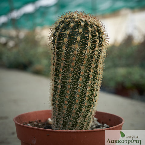 Echinocereus reichenbachii