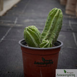 Echinocereus viereckii ssp morricalii