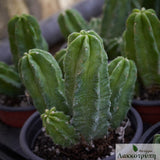 Echinocereus viereckii ssp morricalii