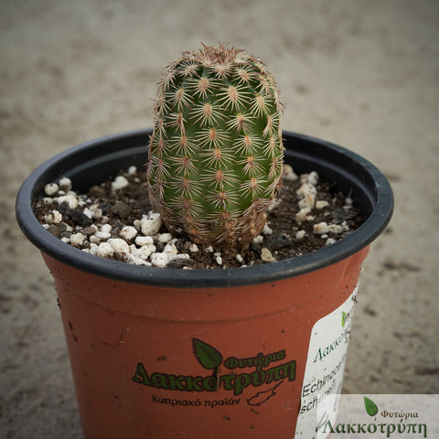 Echinocereus schereri