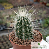 Echinocereus stramineus