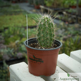 Echinocereus stramineus