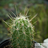 Echinocereus stramineus