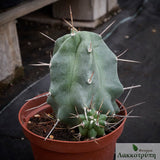 Echinocereus triglochidiatus