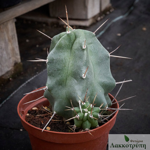 Echinocereus triglochidiatus