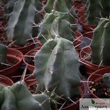 Echinocereus triglochidiatus
