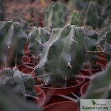 Echinocereus triglochidiatus