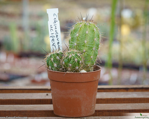 Echinocereus acifer
