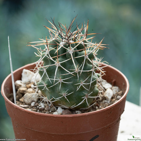 Echinocereus fendleri Petritsch Forest