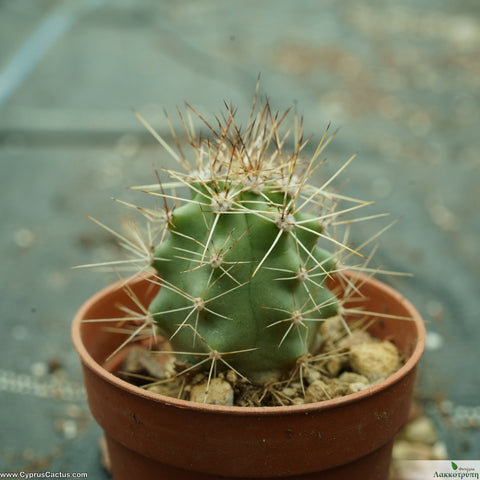 Echinocereus mapiaensis