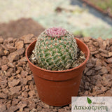 Echinocereus pectinatus