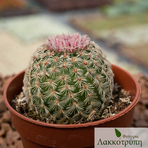 Echinocereus pectinatus