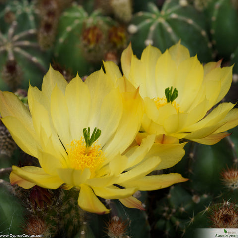 Echinocereus subinermis