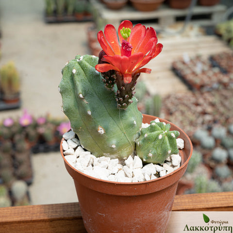 Echinocereus triglochidiatus inermis