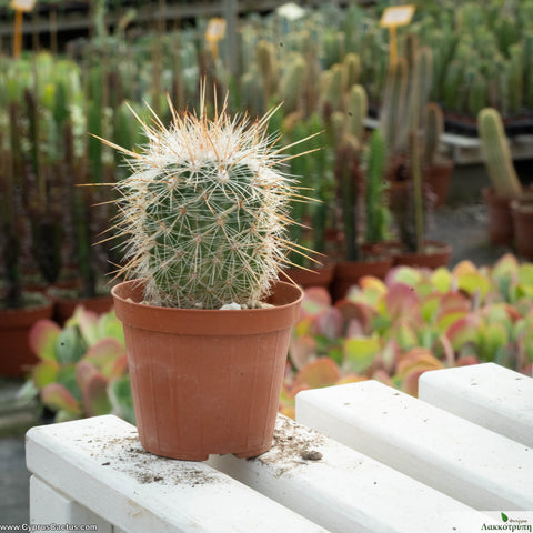Echinofossulocactus densispinus