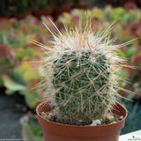 Echinofossulocactus densispinus