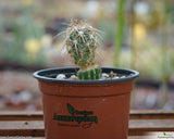 Echinomastus johnsonii grafted