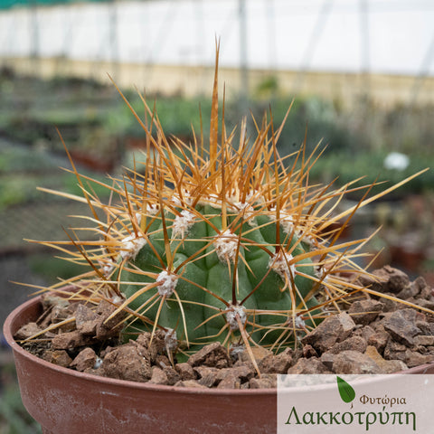 Echinopsis atacamensis