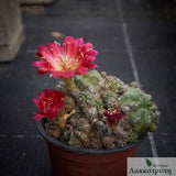 Echinopsis backebergii