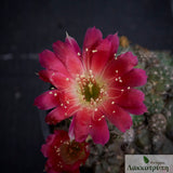 Echinopsis backebergii