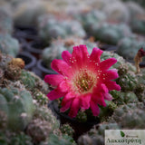 Echinopsis backebergii