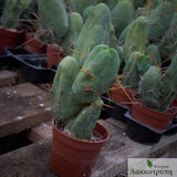 Echinopsis bridgesii mostruosa inermis