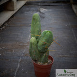 Echinopsis bridgesii mostruosa inermis