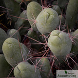Echinopsis bridgesii mostruosa inermis
