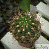 Echinopsis bruchii