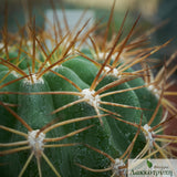 Echinopsis bruchii