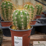 Echinopsis candicans
