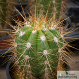 Echinopsis candicans