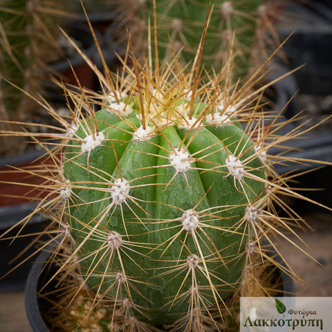 Echinopsis candicans